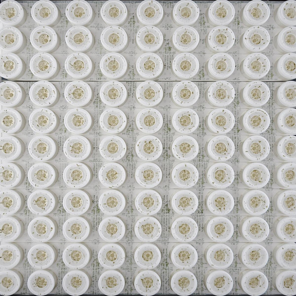 Hydroponic Seed Pod Refill Kit (50 Pods)